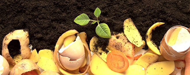 Image of organic compost.