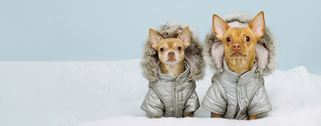 Image of two chihuahua dogs in silver winter hooded jackets.